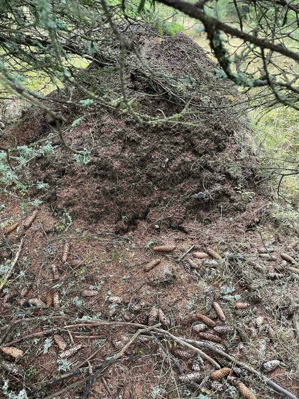 Bear monitoring 01 2026