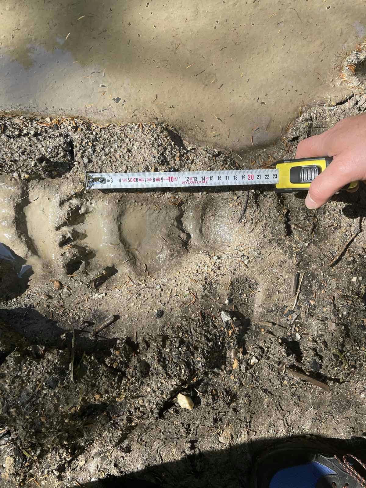 Bear monitoring 02 2026