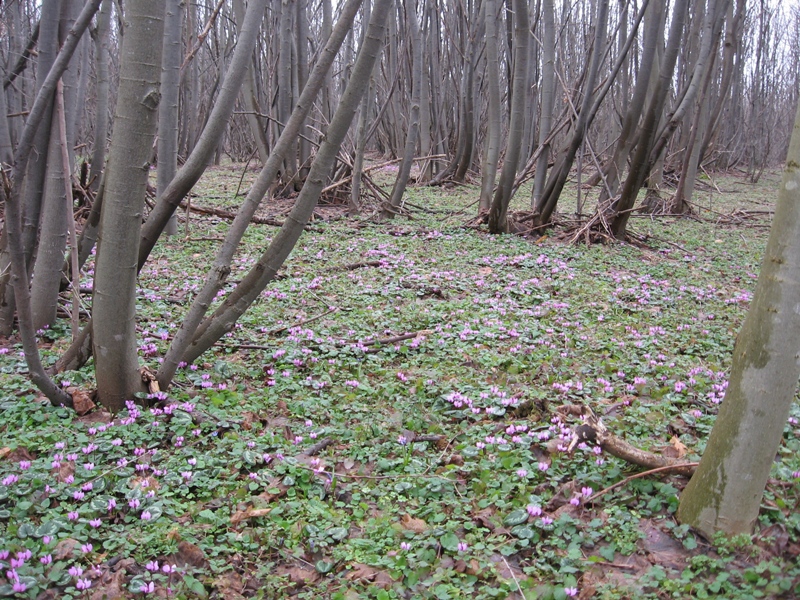 Галерия 7be0f3153af0a9585277e619f280b25a.jpg
